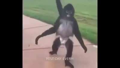 Reminder for xqc to celebrate Fonky Monky Friday!