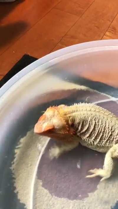 Poor girl was so itchy during shedding season! Does anyone else&rsquo;s beardie use their leg to scratch their head like a dog?