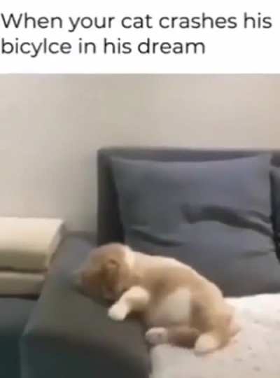 moldy cat