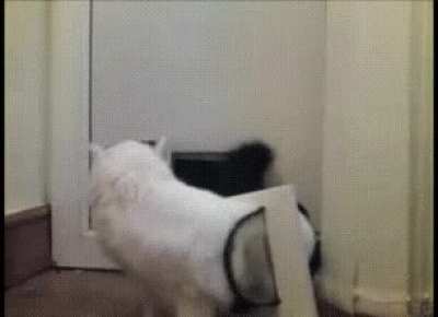 He can't fits!