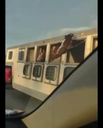 Quit horsing around