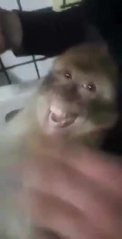 O macaco tava falando?