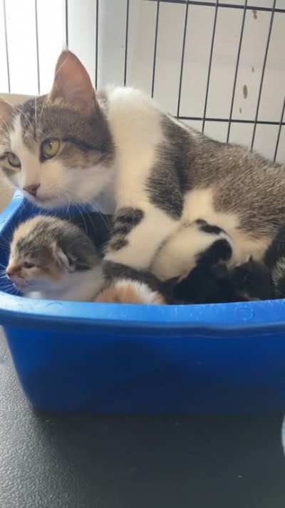 Mama and her potatos