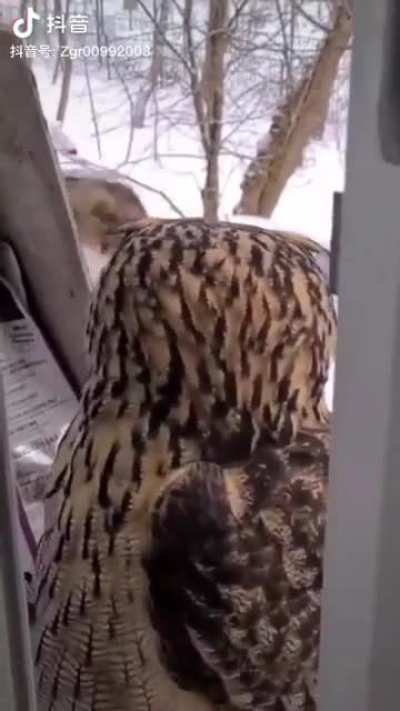 Owl doing a double take