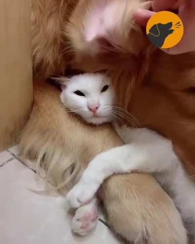 Cuddle buddies