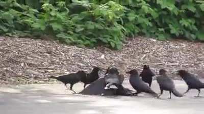 Crows have a "Crow court" where they gather to punish a crow that has committed a crime such as stealing food from the group.