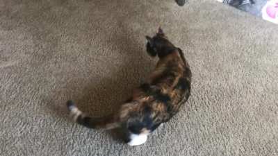 Callie&rsquo;s sweet squeaks