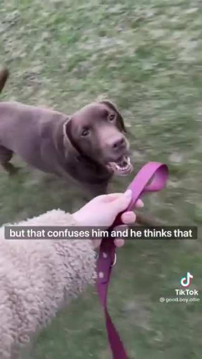 quando a revolu&ccedil;&atilde;o dos dogs chegar, todos far&atilde;o isso