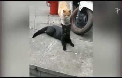 Cat caught cheating :)