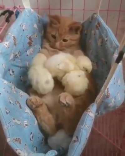 Are These My Chickens Now?