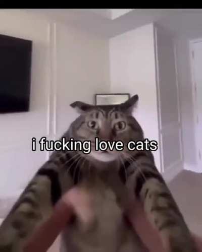 i love cats, expecially the fat ones