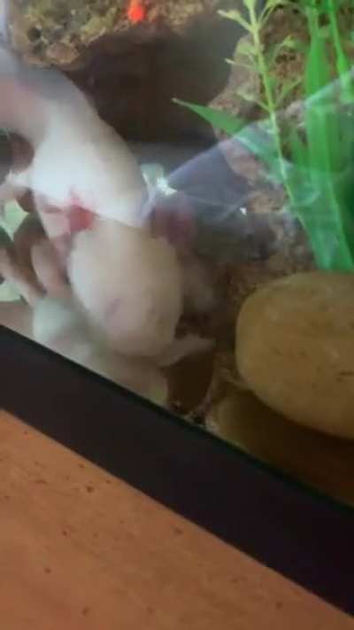 I don&rsquo;t know y&rsquo;all, I personally think she got the worm