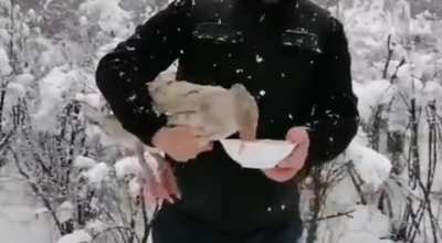 Reviving a poor bird
