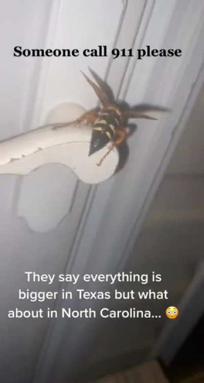 Thanks I hate this bug and how it's the size of my fucking thumb