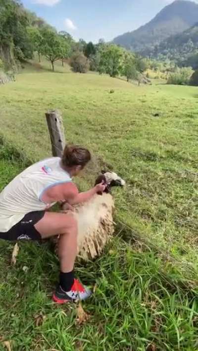 Honey Badger to the rescue! That little &lsquo;baaa&rsquo; at the end was definitely a &lsquo;thanks mate&rsquo; (Via Nick &lsquo;Honey Badger&rsquo; Cummins)