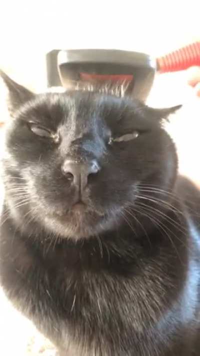 sound up for angry cat noises