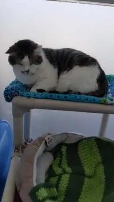 Since we all seem to love him, here&rsquo;s more of Chirp Chonk.