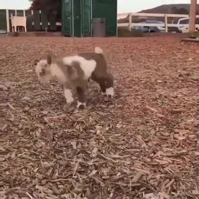His little hops!