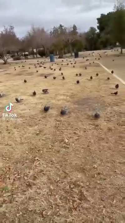 Trying to have a relaxing picnic..