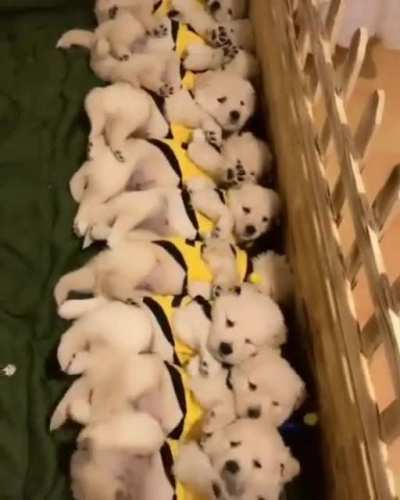 Puppers waking up in sync.