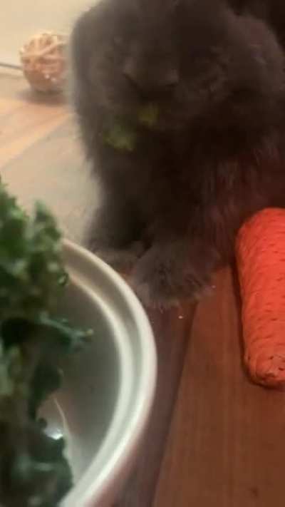 Appa’s little mouf