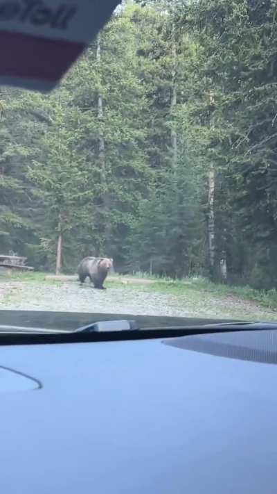 Huge bear chases moose