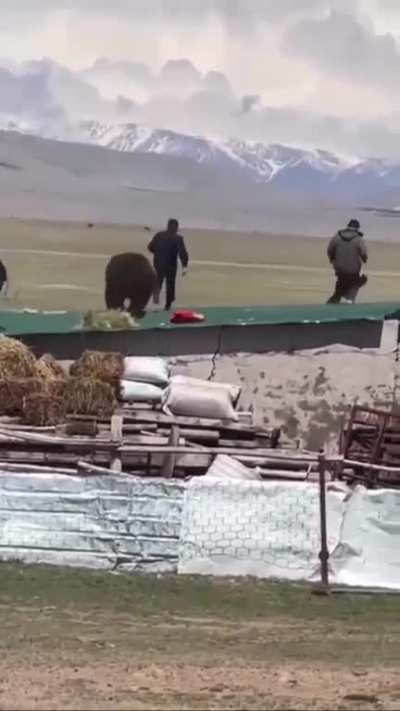 WCGW Standing up to a Bear
