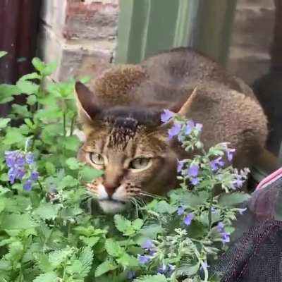 When the Nip Kicks in&hellip; [OC]