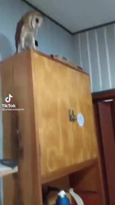 owl's scared of dog