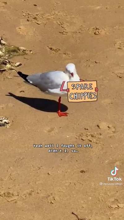 Tiktok Creds to: mrsamcotton