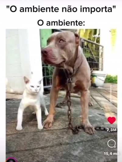 essa &eacute; boa