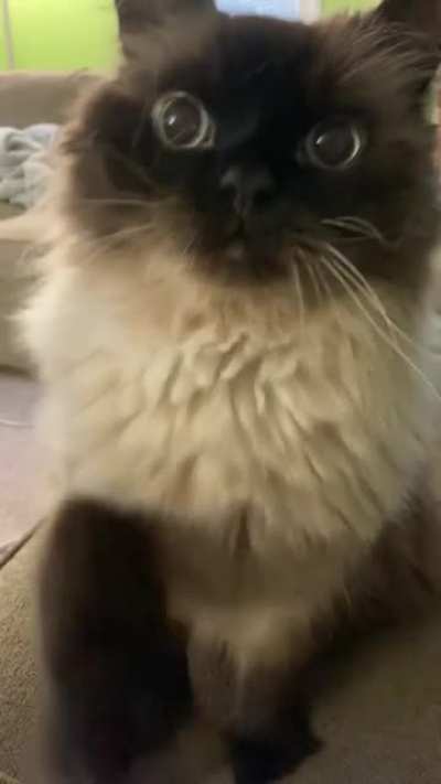 to film the cat