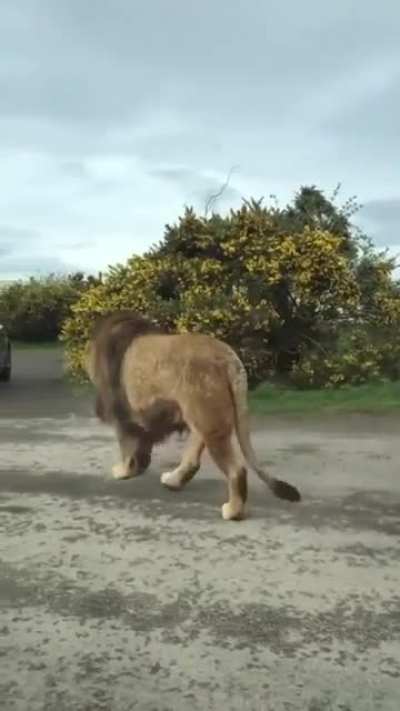 This big kitty
