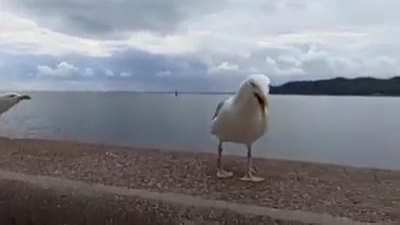Seagulls laughing at their fallen fellow