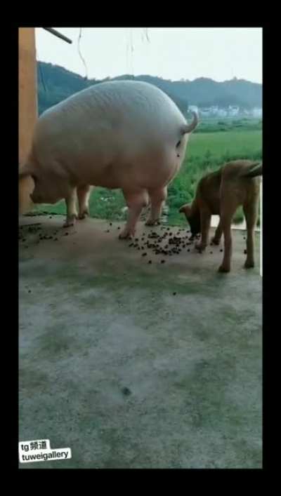 什么麦丽素
