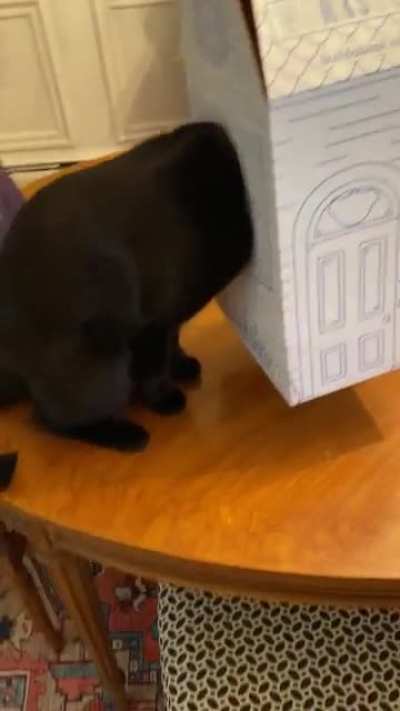 Build-a-Bear Box 1, void 0