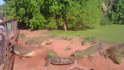 wcgw feeding bunch of crocodiles