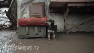 Meet 'Rambo', a puppy guarding post with Ukranian soldiers.