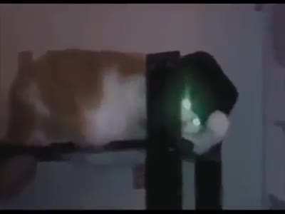 Smooth Criminal Cat