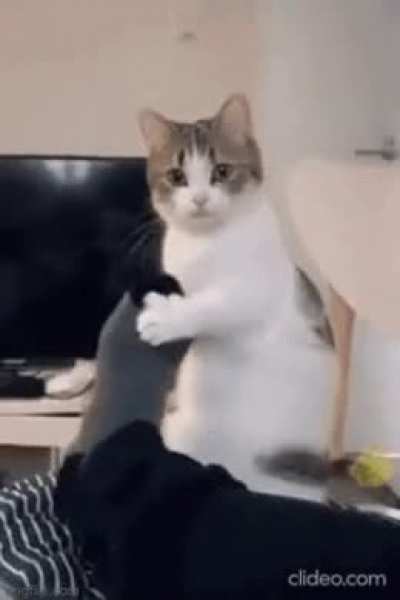 The cat is probably hungry