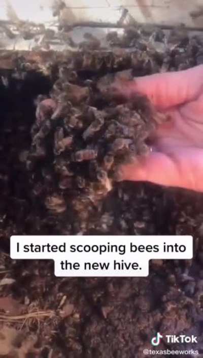 Bee problems? Don't call an exterminator. Call a beekeeper!