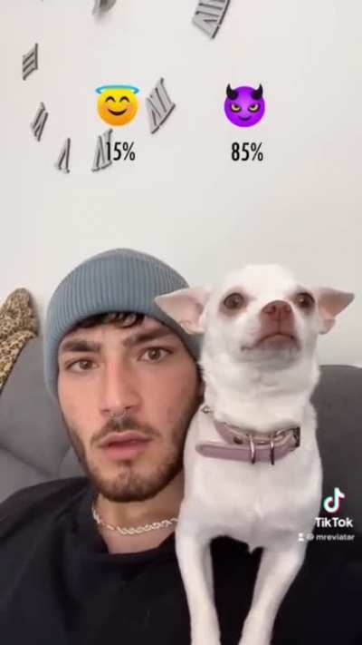 Who else but a Chihuahua
