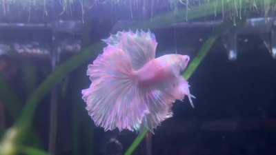 My beautiful boy, kakashi ❤️ he's a lovely white color and looks stunning in the light :)