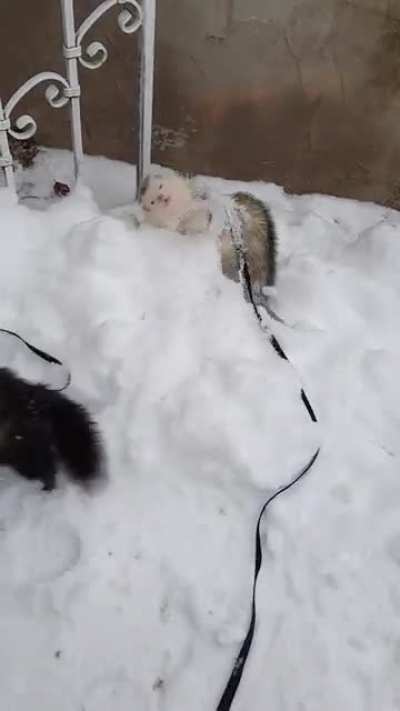 my two chonks playing in the snow! Loki loves being "thrown", don't worry. There is so much snow that nothing can happen ♡