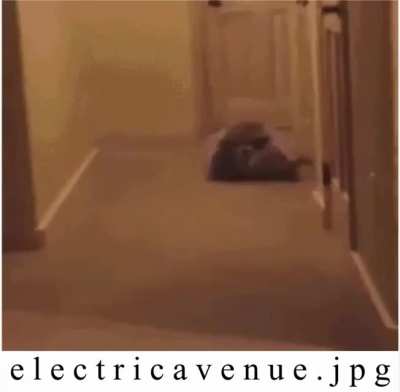 Raccoon rule