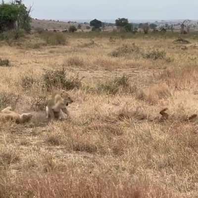 Why are the female lions protecting the leopard?