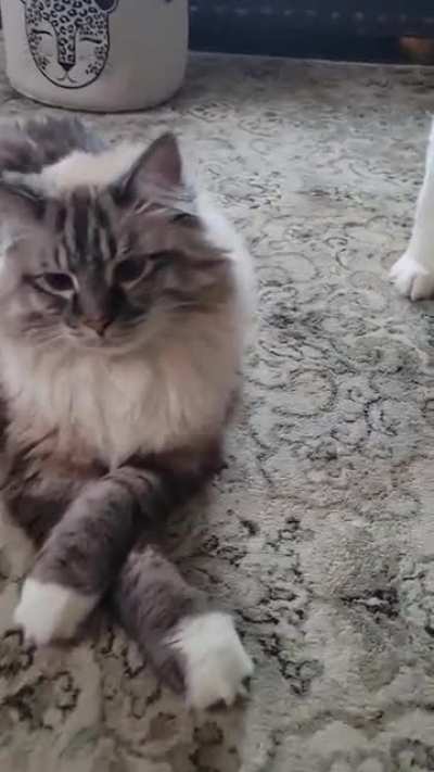 A well respected cat about his day
