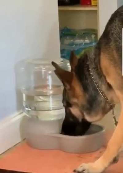 Pupper isn&rsquo;t so sure about his automated water bowl