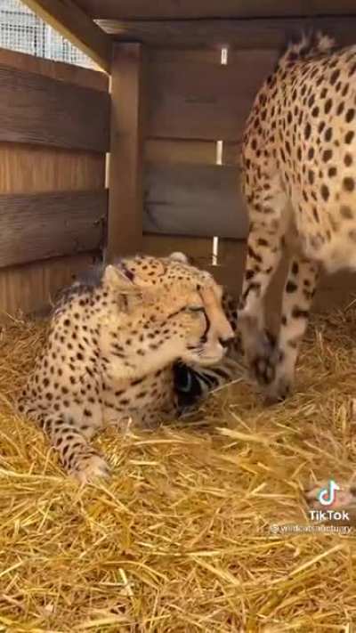 A bond between two brothers, Kitu and Lavani
