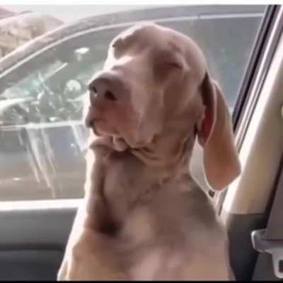 Dog didn't get his morning coffee!